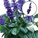 Afbeelding van Salvia P12 Mysty